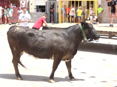 Festes de Vaca de Tibi 2022