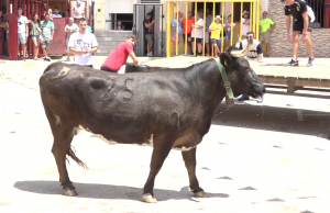 Festes de Vaca de Tibi 2022