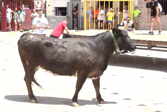 Festes de Vaca de Tibi 2022