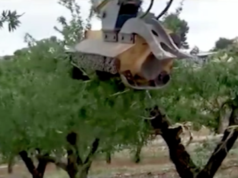 Agricultura llança ajudes per 322.000€ amb les que replantar parcel·les afectades per la xylella fastidiosa