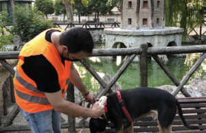 La campanya d’assessorament cap als animals de companyia aconsegueixen el registre de 109 gossos en el cens municipal d’Alcoi