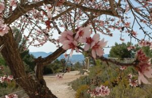 Ibi s’adhereix al projecte internacional del Corredor Biològic Mundial i es converteix al Km zero Mundial de la Mediterrània juntament amb la UA