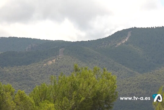 Imatge de zona forestal a Tibi