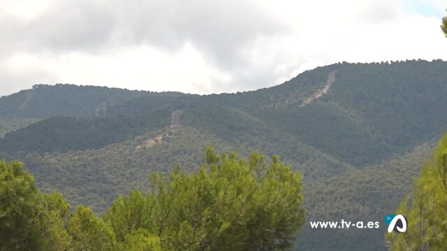 Imatge de zona forestal a Tibi