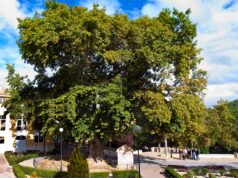 Arbre Plàtan al Passeig del Platan de la localitat de Biar.