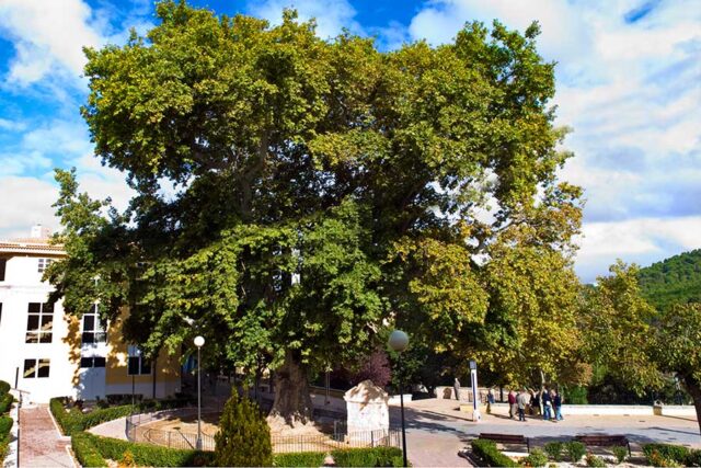 Arbre Plàtan al Passeig del Platan de la localitat de Biar.