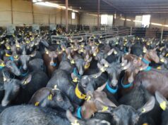 Cabres de l'explotació llechera de Monóvar del vicepresident d'ASAJA Alacant.