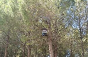 El control continu de la processionària redueix la presència de l’eruga en les zones arbrades urbanes d’Alcoi