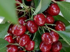 Les explotacions de cireres de regadiu opten a ajudes per valor de 417.000€ dotades per la Conselleria d’Agricultura
