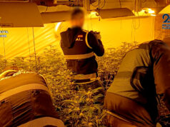 Guàrdia Civil i Policia Nacional desmantellen una xarxa de producció de marihuana a Alcoi, Cocentaina i l’Alqueria