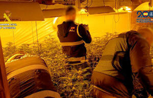 Guàrdia Civil i Policia Nacional desmantellen una xarxa de producció de marihuana a Alcoi, Cocentaina i l’Alqueria