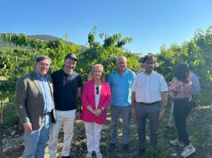 Les cireres de la muntanya enceten campanya de recollida amb millors expectatives que els darrers exercicis