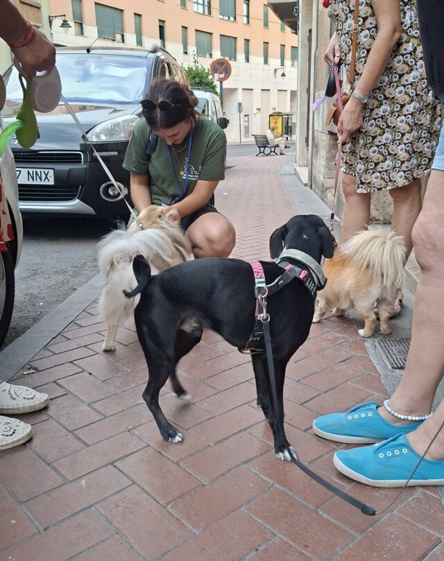 BRIGADES BENESTAR ANIMAL