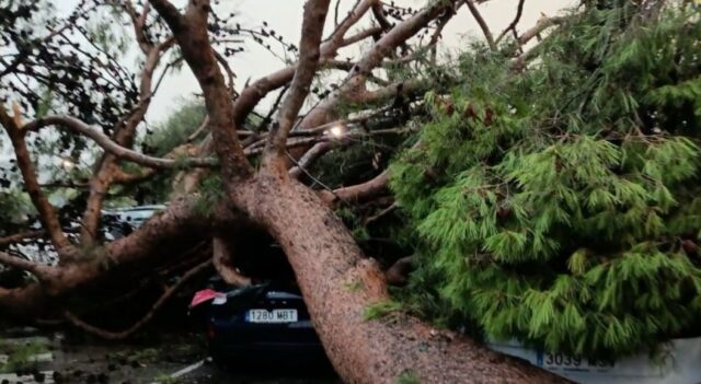 Un dels arbres caiguts al casc urbà d'Alcoi, que ha afectat a diversos vehicles