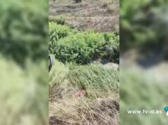 Els Bombers rescaten a un home després de precipitar-se a un barranc de 30 metres a l’Alqueria d’Asnar